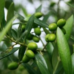olive lionel